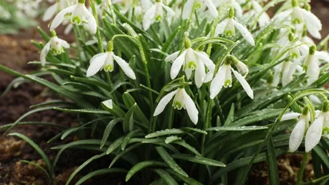White snowdrops bloom in spring Stock Footage 236978558