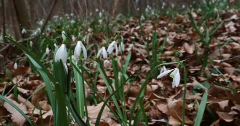 White Snowdrops Blooming on a Forest Floor in Early Spring Stock Footage 345006888
