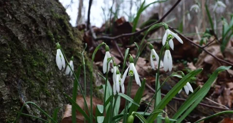 White Snowdrops Blooming on a Forest Floor in Early Spring Vidéo 345006975