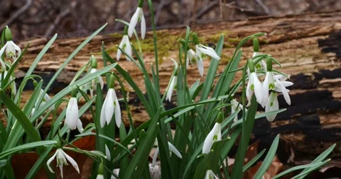 White Snowdrops Blooming on a Forest Floor in Early Spring Stock Footage 345009147
