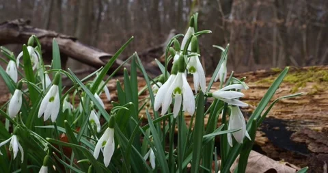White Snowdrops Blooming on a Forest Floor in Early Spring Stock-Footage 345009499
