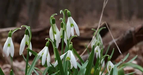 White Snowdrops Blooming on a Forest Floor in Early Spring Stock Footage 345102070