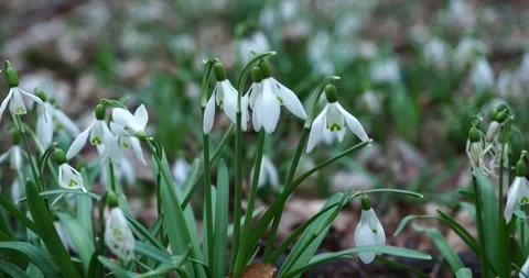 White Snowdrops Blooming on a Forest Floor in Early Spring Stock Footage 345173577