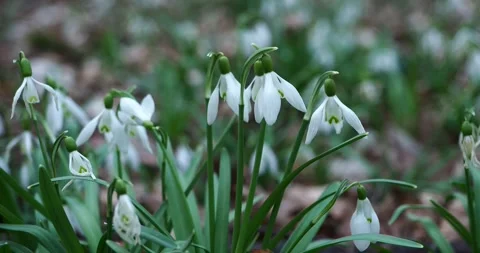 White Snowdrops Blooming on a Forest Floor in Early Spring Stock Footage 345174321