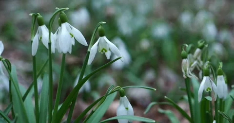 White Snowdrops Blooming on a Forest Floor in Early Spring Stock Footage 345281740