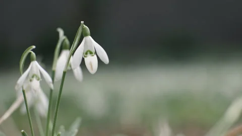 White snowdrops close-up in the spring in the field. Stock Footage 266067908