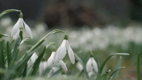 White snowdrops close-up in the spring in the field. Stock Footage 266068549