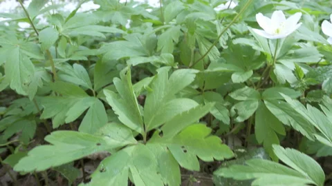 White snowdrops in the early spring Stock Footage 105490503
