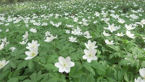 White snowdrops in the early spring Stock Footage 105490896