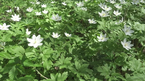 White snowdrops in the early spring Stock Footage 105491219