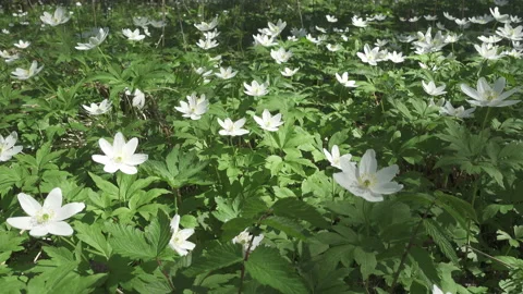 White snowdrops in the early spring Stock Footage 105491833