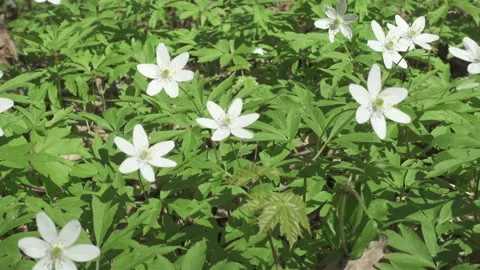 White snowdrops in the early spring Stock Footage 105492195
