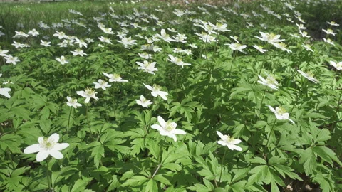 White snowdrops in the early spring Stock Footage 105492656