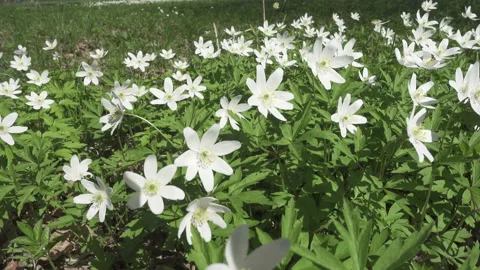 White snowdrops in the early spring Stock Footage 105492796