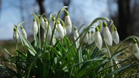 White snowdrops in the early spring in the forest, Early spring white flowers in Stock Footage 220076951