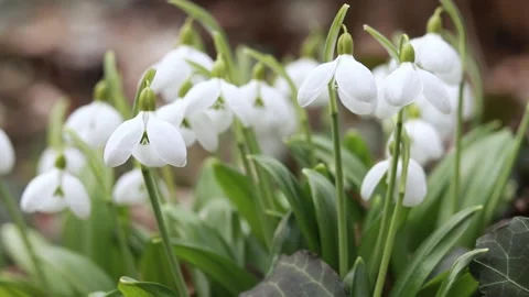 White snowdrops in early spring in the forest. White flowers of early spring Stock Footage 235380669