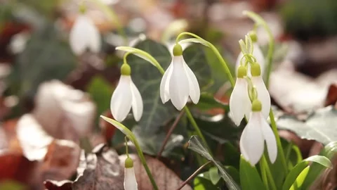 White snowdrops in early spring in the forest. White flowers Stock Footage 235380680