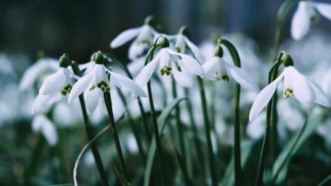 White snowdrops in the early spring in the forest, Early spring white flowers in Stock Footage 275041057