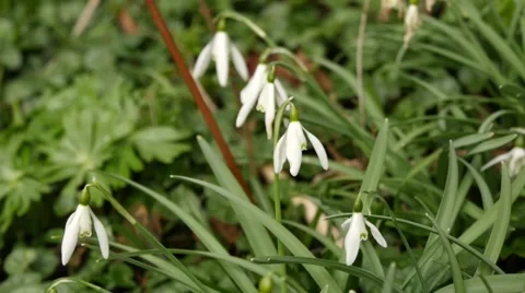 The white snowdrops  flowers Stock Footage 64382965