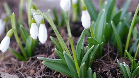 White snowdrops. Stock Footage 47927835