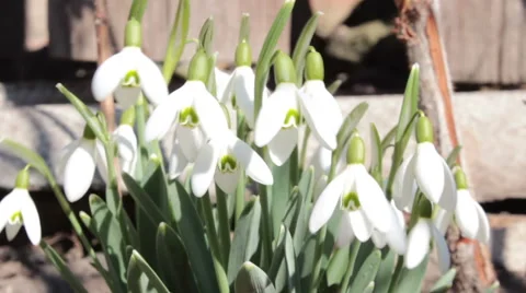 White Snowdrops Video stock 48249842
