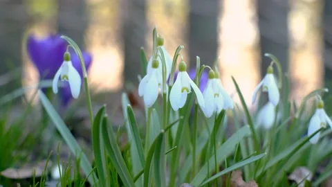 White snowdrops. Stock Footage 185170030