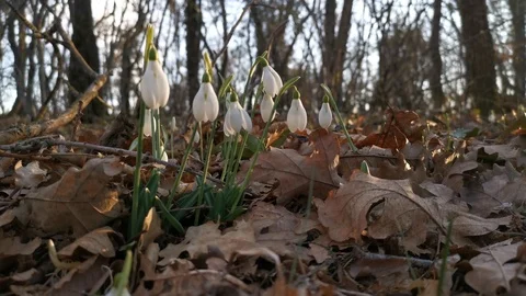 White snowdrops in the forest 4K Stock Footage 125816364