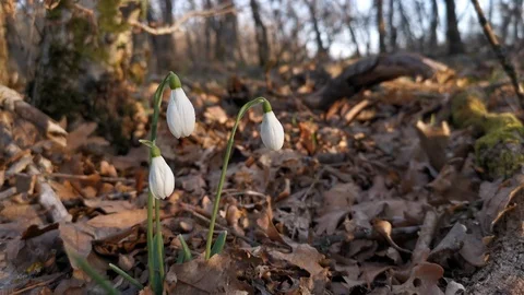 White snowdrops in the forest 4K Stock Footage 125823497
