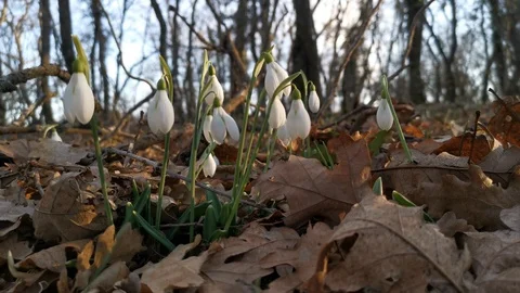 White snowdrops in the forest 4K Stock Footage 125825079