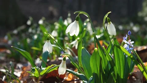 White snowdrops in the forest close-up Stock Footage 233953250