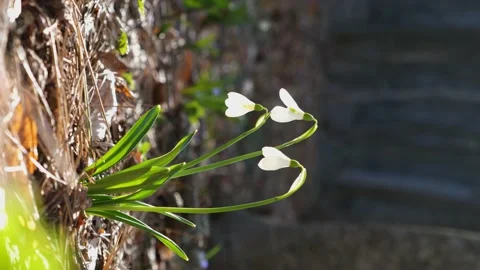 White snowdrops in the forest close-up Stock Footage 233953319