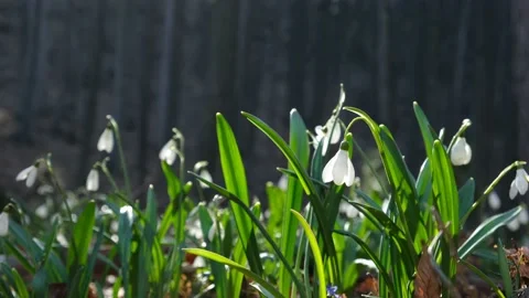 White snowdrops in the forest close-up Stock Footage 233953369