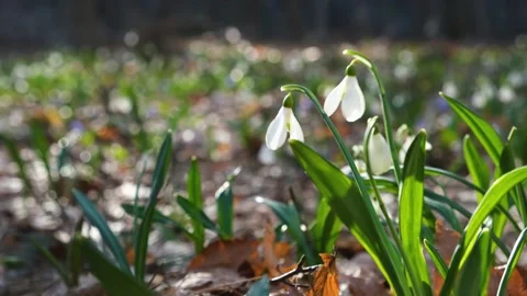 White snowdrops in the forest close-up. Stock Footage 233953370
