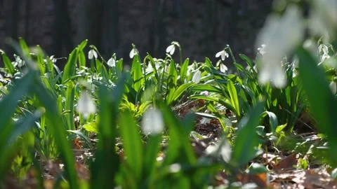 White snowdrops in the forest close-up Stock Footage 233953379