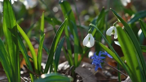 White snowdrops in the forest close-up. Stock Footage 233953418