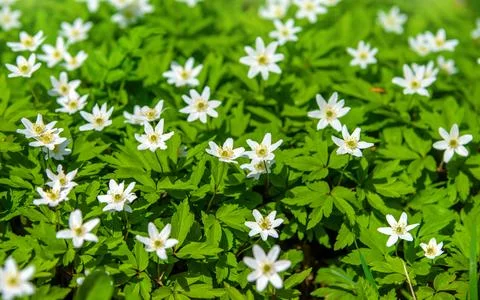 White snowdrops on a forest glade 스톡 사진