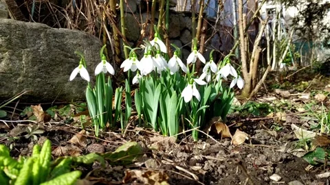 White snowdrops with green stems in the spring wind in a patch of garden in Stock Footage 145664301