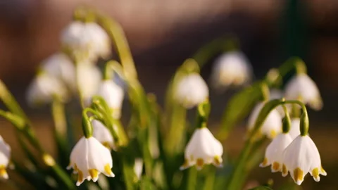 White snowdrops grow on the meadow Stock Footage 172485261