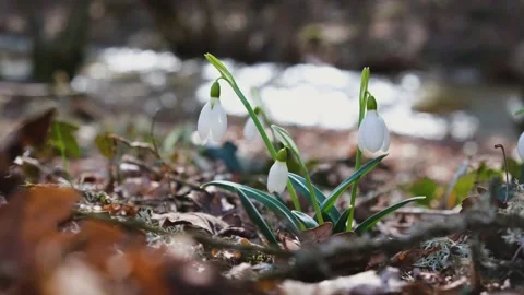 White snowdrops grow in the spring in the forest Vídeos de archivo 171553933