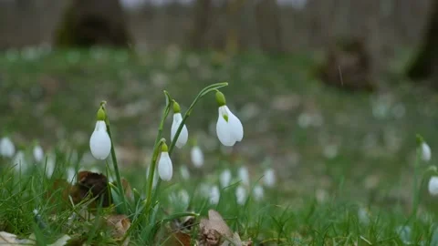 White snowdrops grow in the spring in the forest. 動画素材 171553941
