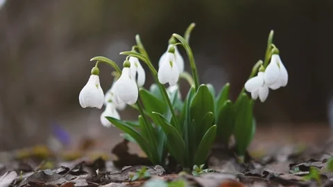 White snowdrops grow in the spring in the forest. 動画素材 172009163