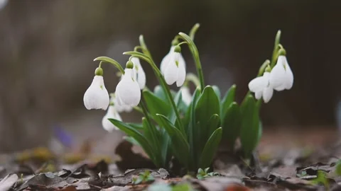 White snowdrops grow in the spring in the forest 動画素材 172009176