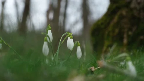 White snowdrops grow in the spring in the forest. Stock Footage 231216123