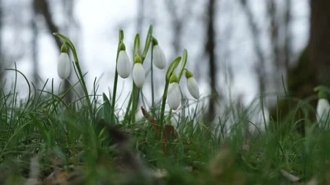 White snowdrops grow in the spring in the forest. Video stock 231242223