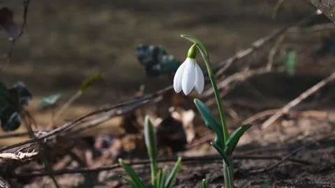 White snowdrops grow in the spring in the forest Stock Footage 232782494