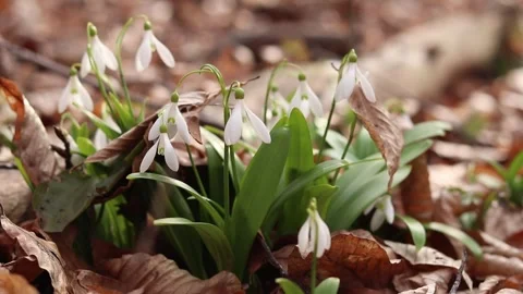 White snowdrops growing in a bunch Stock Footage 332986636