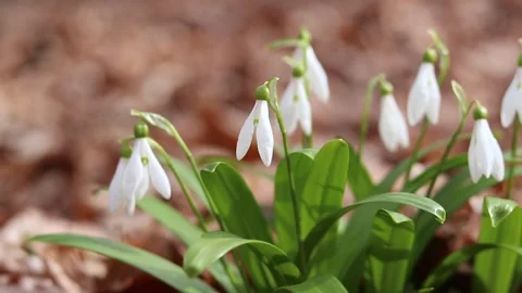 White snowdrops growing in a bunch Stock Footage 332986650