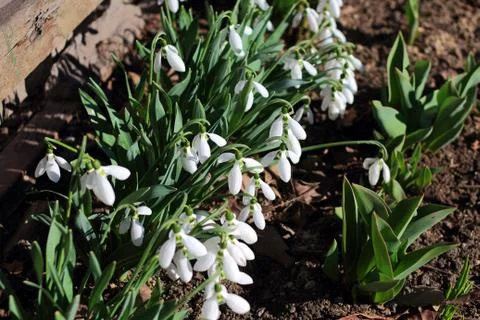 White snowdrops Stock Photos