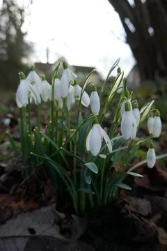 White snowdrops Stock Photos