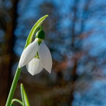 White snowdrops Stock Photos